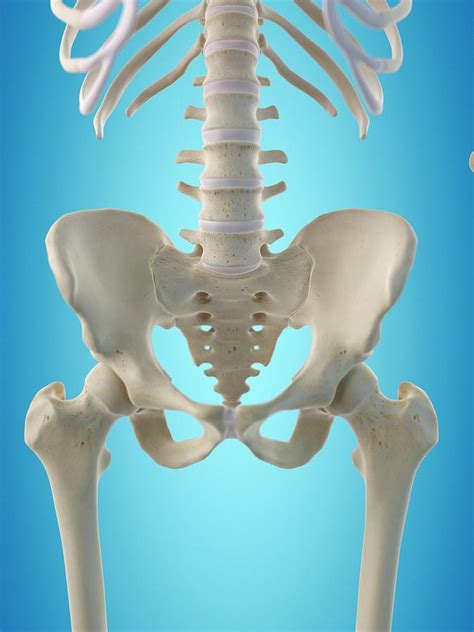 Human Hip Bones Photograph By Sciepro Pixels