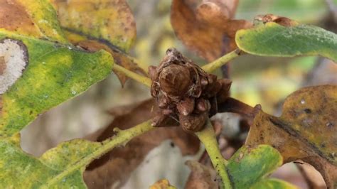 Sessile Oak Quercus Petraea Buds Close Up November Youtube