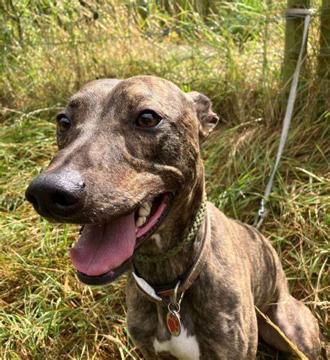 Whippet Mixed Breeds