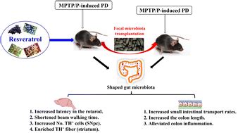 The Protective Role Of Microbiota In The Prevention Of MPTP P Induced