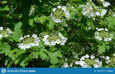 Arbusto Europeo De Buldenezh De Viburnum Opulus Var Sterile Boule De