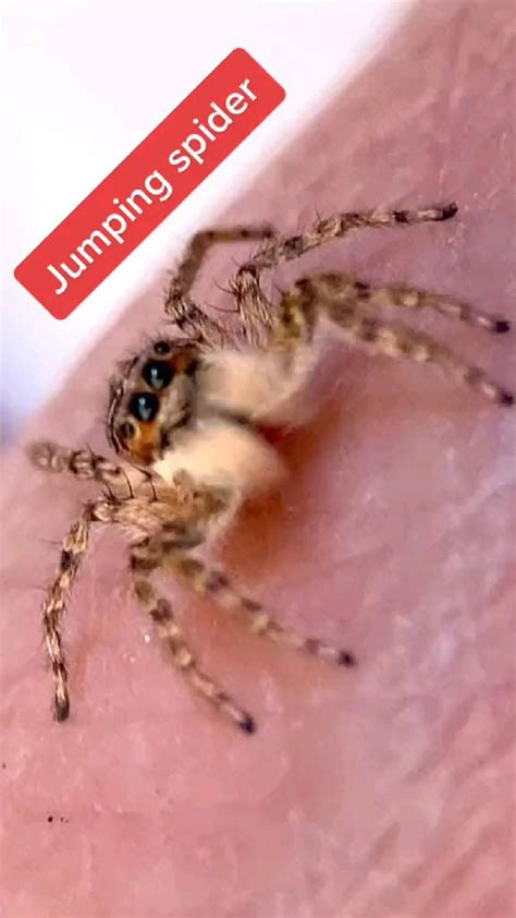 What to feed jumping spiders – Artofit