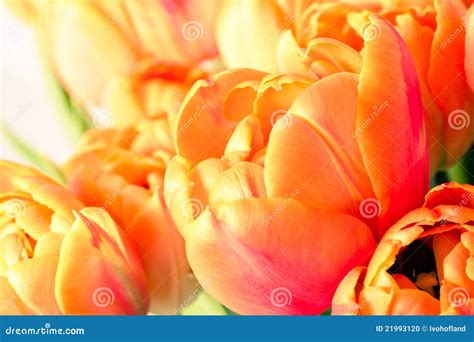 Bundle Of Tulips Close Up Stock Photo Image Of Green 21993120