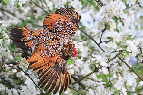 Belgian DUccle Mille Fleur Variety Egg Laying And More