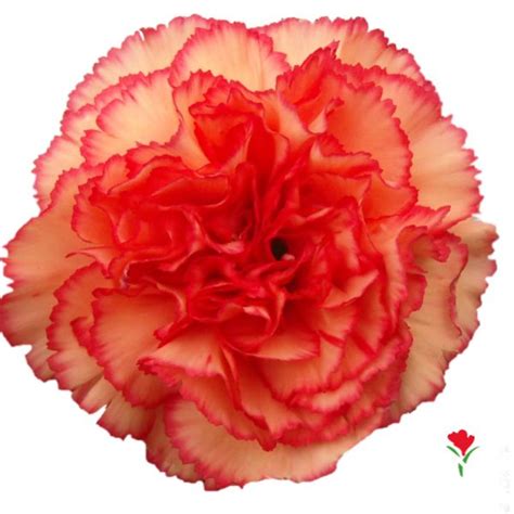 Orange Carnation From Flores Funza Variety Indiana Availability