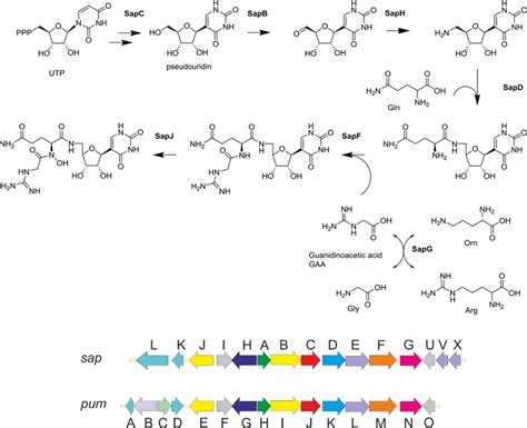 Biosynthetic Pathway Of Pseudouridimycin And Sap Biosynthesis Cluster