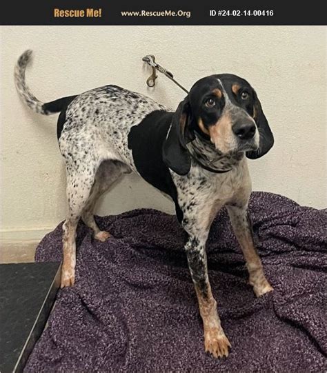 ADOPT 24021400416 Bluetick Coonhound Rescue Highlands County FL