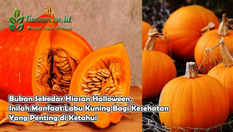 Bukan Sekedar Hiasan Halloween Inilah Manfaat Labu Kuning Bagi Keseh