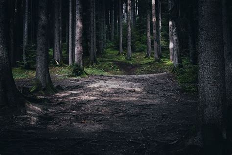 Free Download Hd Wallpaper Patches Of Sunlight On The Forest Floor