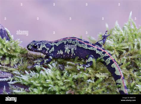 Newts Of The World Hi Res Stock Photography And Images Alamy