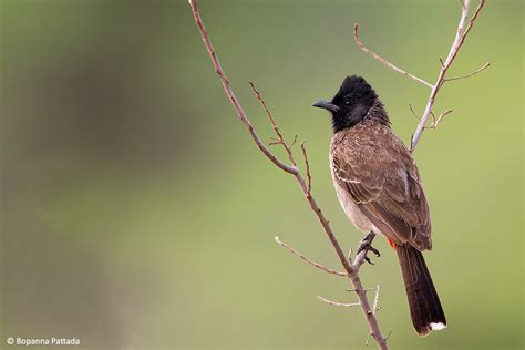 Bulbuls Of Karnataka Jlr Explore