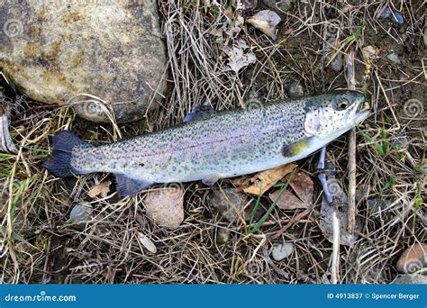 Rainbow Trout Stock Image Image Of Leisure Outdoor Fish 4913837