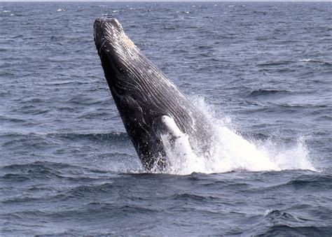 Newfoundland Boat Tour - Molly Bawn 