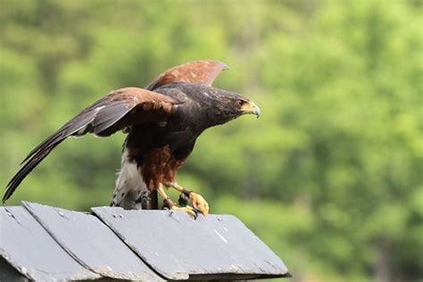 W Stenbussard Harris Hawk Parabuteo Unicinctus Harrisi Flickr