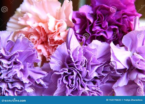 Delicate Bouquet of Five Carnations in Lilac, Purple and Pink Colors ...