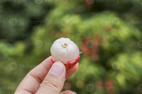 Hand Holding Lychee Fruit 10230751 Stock Photo At Vecteezy