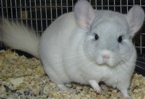 How To Take Care Of A Chinchilla