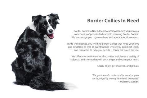 Border Collies In Need: Border Collies Rescue and Adoption