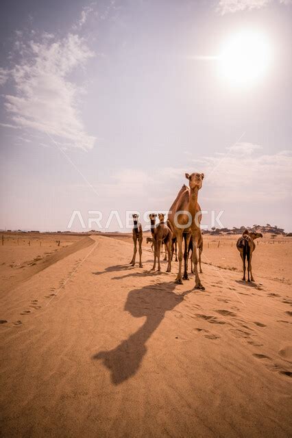 صورة لمجموعة من الجمال في صحراء المملكة العربية السعودية ، قافلة من