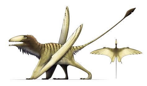 I Draws Dinosaurs — Are Pycnofibers And Feathers The Same Structure