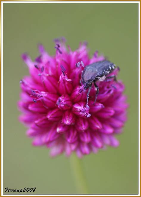 Parc Natural Del Garraf 41 Flickr Photos Ferranp Flickr