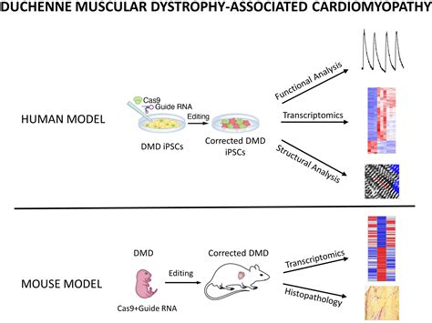 Cardiac Myoediting Attenuates Cardiac Abnormalities In Human And Mouse