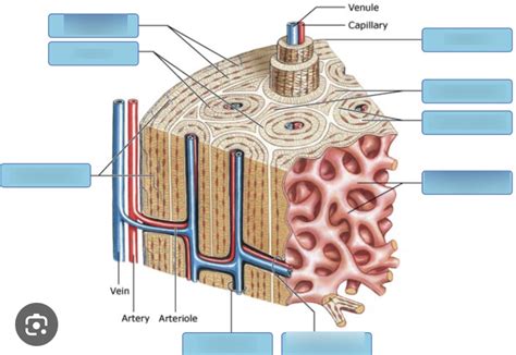 Osteon Study Diagram Quizlet