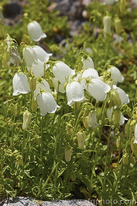 Campanula Cochleariifolia Alba Photo At Pictures Of Plants Stock