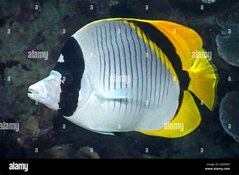 Lined Butterflyfish Chaetodon Lineolatus Swimming Egypt Red Sea