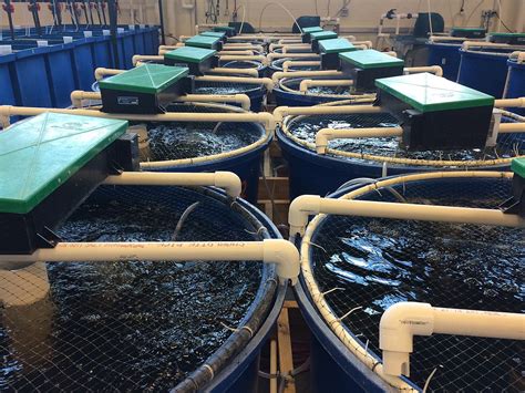 Best Aquaculture In India Fish Farming Aquaculture Salmon Farming