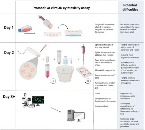 Towards A Scaled Up T Cell Mediated Cytotoxicity Assay In 3d Cell Culture Using Microscopy Biorxiv