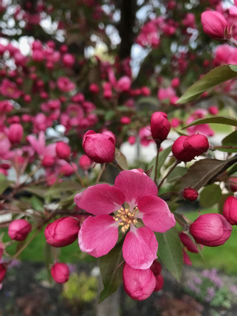 Crab apple tree | Crabapple tree, Apple tree, Landscape design