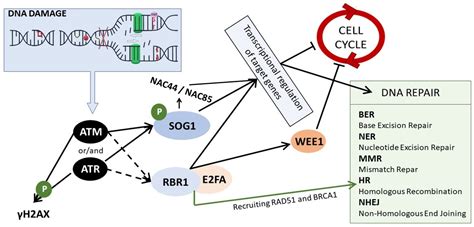 IJMS Free Full Text How Do Plants Cope With DNA Damage A Concise