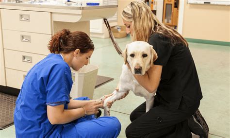 Veterinary Assistant Diploma Course Gate