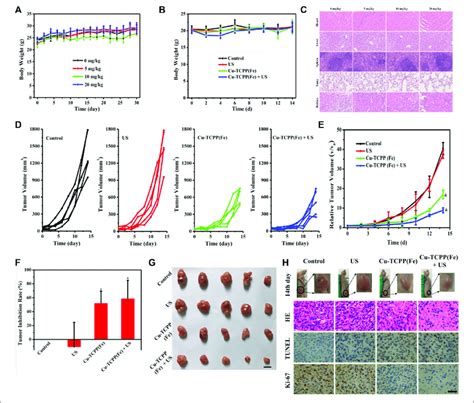 In Vivo Synergistic Sdt Chemical Catalysis For Tumor Suppression A Download Scientific