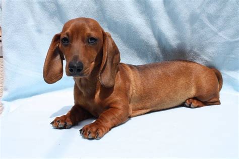 pequeño tekel o salchicha Dachshund Love Doxie Dachshunds Breeds