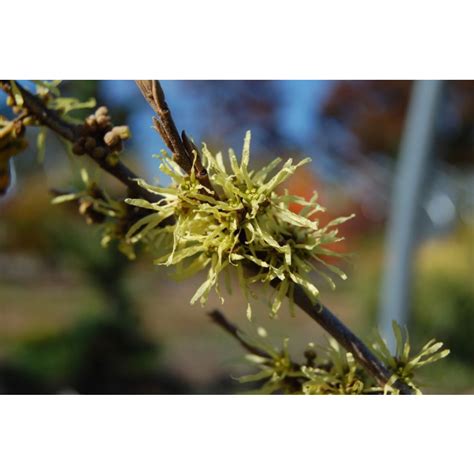 Hamamelis Virginiana Harvest Moon Harvest Moon Common Witch Hazel
