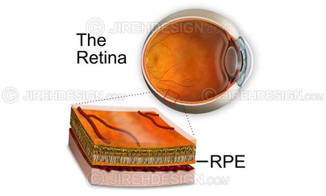 Retinal pigment epithelium - #AN0040 | Stock eye images