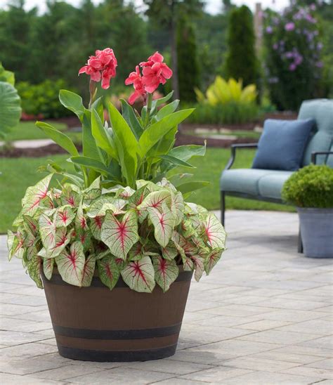 Canna Lilies In Pots