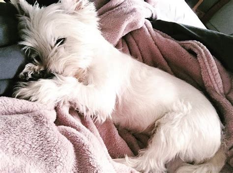 Koko Showing Off Her Pink Belly R Westies