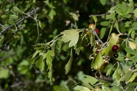 Golden Currant In June By Moses Michelsohn Inaturalist