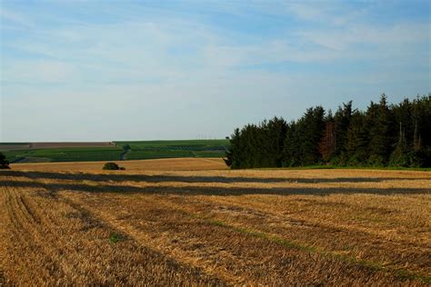 Free Images Landscape Tree Nature Forest Horizon Marsh Plant