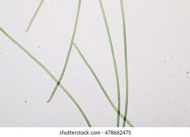 Oscillatoria Under Microscope Stock Photo 478662475 | Shutterstock