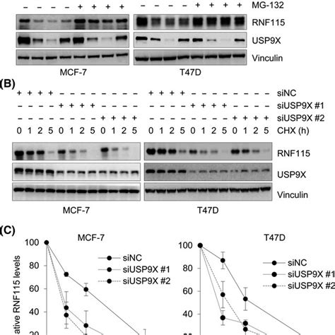 Ubiquitinspecific Protease X Usp X Regulates Ring Finger Protein