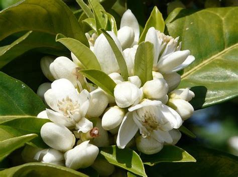 Citrus Sinensis Ii Orange Blossom Flowers Citrus Sinensis