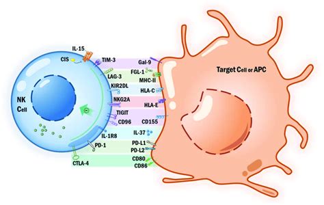 Nk Cell Immune Checkpoint Download Scientific Diagram