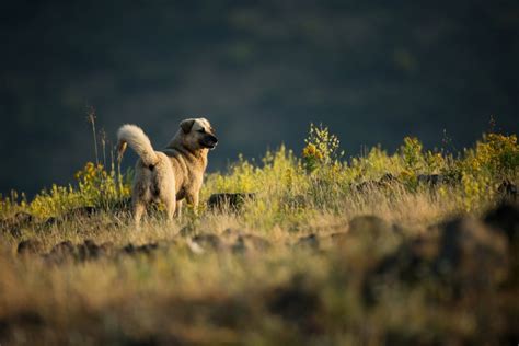 5 Top Kangal Breeders: Sivas Kangal Breeders In The U.S.