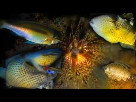 Parang Di Nauubusan Ng Isda Sa Spot Na Ito Night Spearfishing YouTube