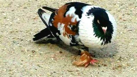 Top 10 Pigeon Breeding Acctivity Awesome Compilation Pigeon Breeds