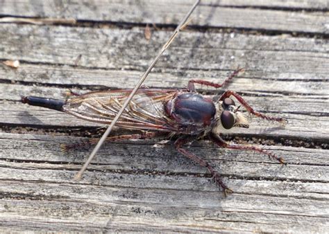 Bug Othe Week The Missouri Bee Killer Robber Fly Riveredge Nature